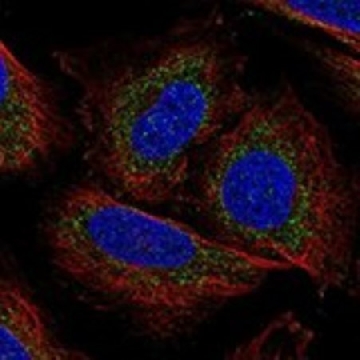 Anti-POLG antibody produced in rabbit，100UL，HPA078482-100UL，Sigma