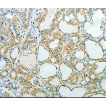 Anti-UCN antibody produced in rabbit，100UL，SAB4300830-100UL，Sigma