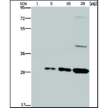 抗GFP 兔抗，100UL，SAB4301138-100UL，Sigma