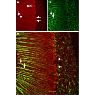 Anti-Calcium Channel (α1A Subunit) (P/Q-type of Voltage-gated Ca²⁺ Channel) antibody produced in rabbit，0.2ML，C1353-.2ML，Sigma