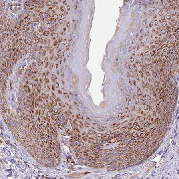 Anti-DOCK6 antibody produced in rabbit，100UL，HPA049423-100UL，Sigma
