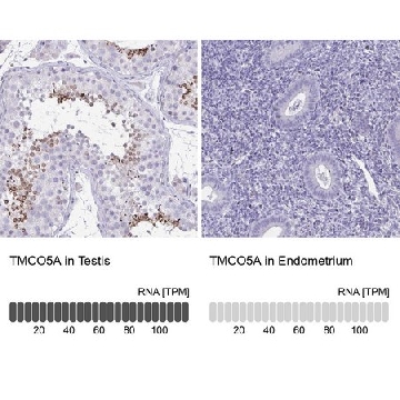 Anti-TMCO5A antibody produced in rabbit，100UL，HPA056530-100UL，Sigma