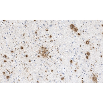 Anti-Amyloid β42/40 Antibody, clone W0-2 ZooMAb® Mouse Monoclonal，4X25UL，ZMS1045-4X25UL，Sigma