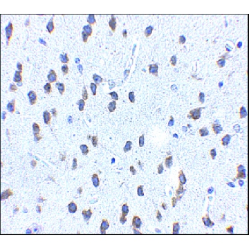 Anti-SCF antibody produced in rabbit，100UG，SAB3500292-100UG，Sigma