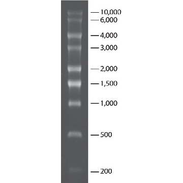 转录 RNA 分子量标记 0.2-10 kb，50UG，R7020-50UG，Sigma