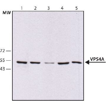Anti-VPS4A antibody, Mouse monoclonal，200UL，SAB4200215-200UL，Sigma