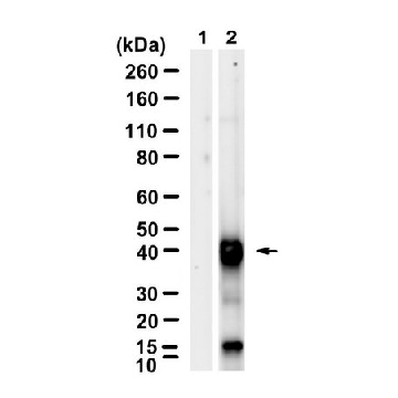 Anti-SBP-tag Antibody, clone 20 ZooMAb® Mouse Monoclonal，254G，ZMS1106-25UL，Sigma