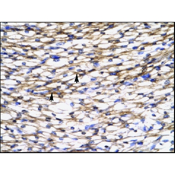 Anti-CCL7 antibody produced in rabbit，100UL，AV07048-100UL，Sigma