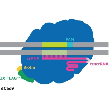 dCas9-3XFLAG™-生物素蛋白，50UG，DCAS9PROT-50UG，Sigma