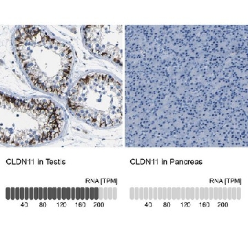 Anti-CLDN11 antibody produced in rabbit，100UL，HPA013166-100UL，Sigma