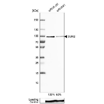 ANTI-SUN2 antibody produced in rabbit，100UL，HPA001209-100UL，Sigma