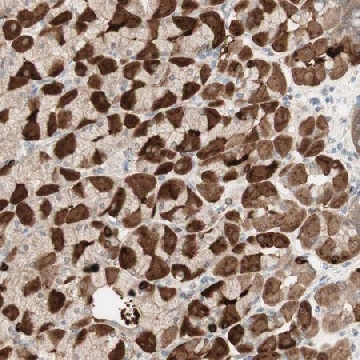 Anti-MUC3A antibody produced in rabbit，100UL，HPA010871-100UL，Sigma