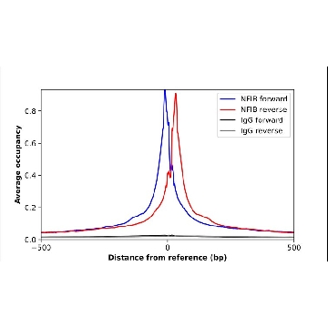抗-NFIB 兔抗，100UL，HPA003956-100UL，Sigma