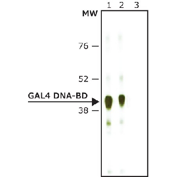 Anti-GAL4 DNA-BD antibody produced in rabbit，200UG，G3042-200UG，Sigma