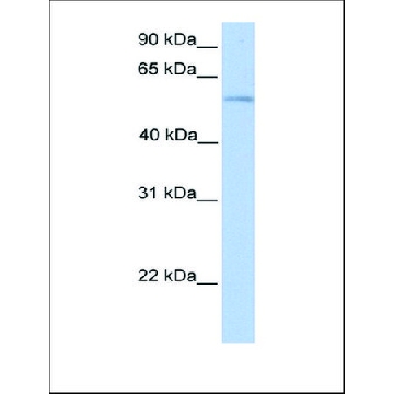 Anti-PLD3 antibody produced in rabbit，100UL，AV44768-100UL，Sigma