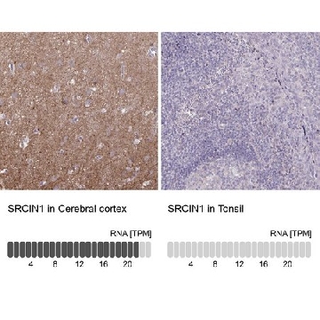 Anti-SRCIN1 antibody produced in rabbit，100UL，HPA063795-100UL，Sigma