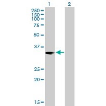 Anti-IL1B antibody produced in mouse，50UG，SAB1406017-50UG，Sigma
