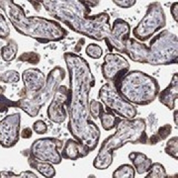 Anti-CASTOR1 antibody produced in rabbit，100UL，HPA073183-100UL，Sigma