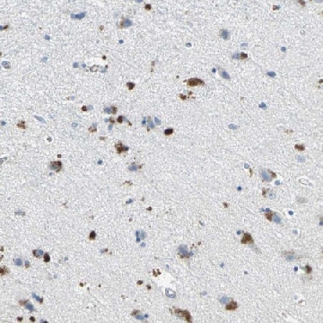 Anti-EFNB3 antibody produced in rabbit，100UL，HPA001623-100UL，Sigma