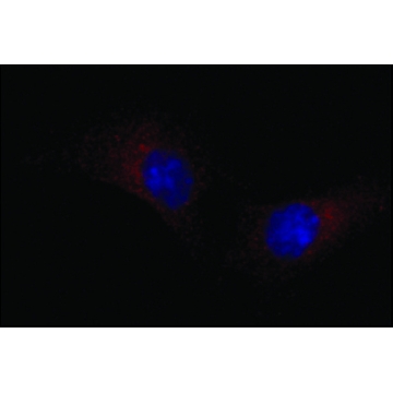 Anti-LRP1 (N-terminal) antibody produced in rabbit，200UL，L2295-200UL，Sigma