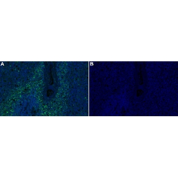 Anti-PAFAH/PLA2G7 Antibody, clone 1E9 ZooMAb® Rabbit Monoclonal，254G，ZRB2680-25UL，Sigma