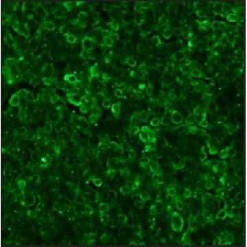 抗-山羊IgG（全分子）–FITC 兔抗，1ML，F7367-1ML，Sigma