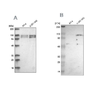Anti-STRN3 antibody produced in rabbit，100UL，HPA004636-100UL，Sigma