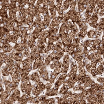 Anti-APOL6 antibody produced in rabbit，100UL，HPA029165-100UL，Sigma