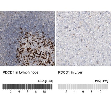 Anti-PDCD1 antibody produced in rabbit，100UL，HPA035981-100UL，Sigma