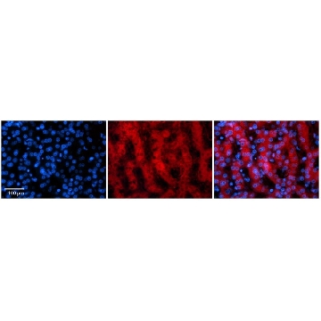 Anti-PARP16 antibody produced in rabbit，100UL，AV33751-100UL，Sigma