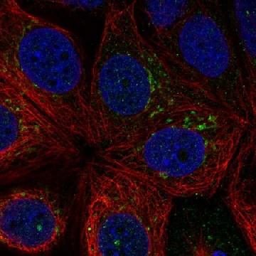 Anti-Rnf224 Antibody Produced In Rabbit，1004G，HPA079078-100UL，Sigma