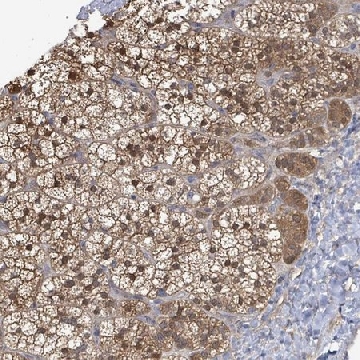 Anti-PGAM1 antibody produced in rabbit，100UL，HPA042528-100UL，Sigma