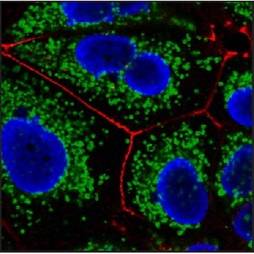 Anti-Mouse IgG (H+L), F(ab′)2 fragment, CF™647 antibody produced in goat，0.125ML，SAB4600351-125UL，Sigma