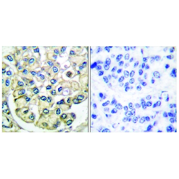 Anti-FGFR2 antibody produced in rabbit，100UG，SAB4500889-100UG，Sigma