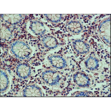 Anti-Bak antibody produced in rabbit，0.2ML，B5897-.2ML，Sigma