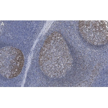Anti-Rb Antibody, clone 2M15 ZooMAb® Rabbit Monoclonal，4X25UL，ZRB1014-4X25UL，Sigma