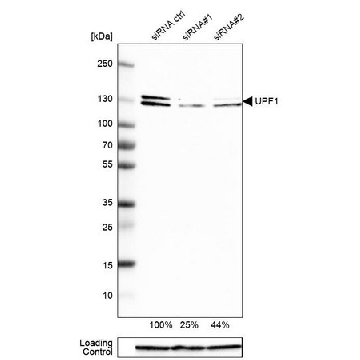 Anti-UPF1 antibody produced in rabbit，100UL，HPA019587-100UL，Sigma