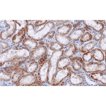 Anti-PDGF-C Antibody, clone 4D14 ZooMAb® Rabbit Monoclonal，4X25UL，ZRB2443-4X25UL，Sigma