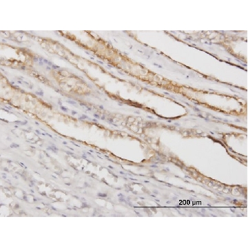 Monoclonal Anti-PGGT1B antibody produced in mouse，100UG，WH0005229M2-100UG，Sigma