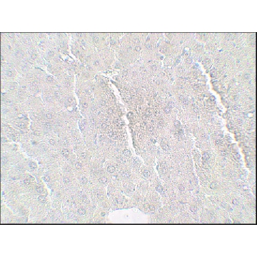Anti-BETATROPHIN antibody produced in rabbit，100UG，SAB3501080-100UG，Sigma