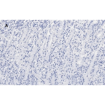 Anti-IKB α Antibody, clone 6O8, ZooMAb® Rabbit Monoclonal，25UL，ZRB1144-25UL，Sigma