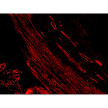 抗- 小鼠IgG（全分子）−TRITC 兔抗，2ML，T2402-2ML，Sigma