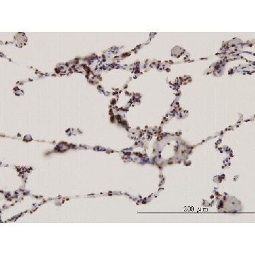 Monoclonal Anti-FBXW7 antibody produced in mouse，100UG，WH0055294M2-100UG，Sigma