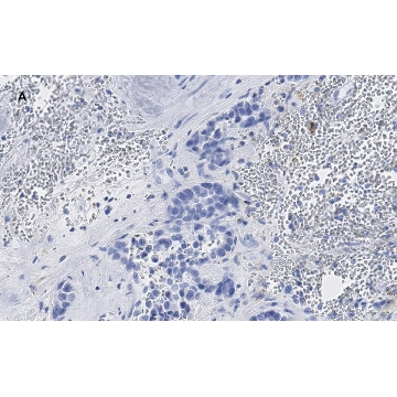 Anti-phospho-Stat3 (Tyr705) Antibody, clone 6C3, ZooMAb® Rabbit Monoclonal，4X25UL，ZRB1006-4X25UL，Sigma
