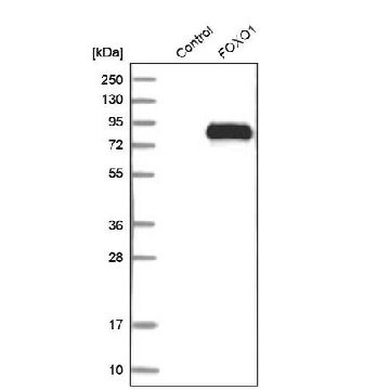 抗-FOXO1 兔抗，100UL，HPA001252-100UL，Sigma