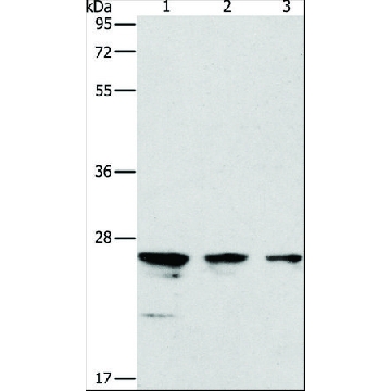 Anti-MOB1B antibody produced in rabbit，100UL，SAB4301038-100UL，Sigma
