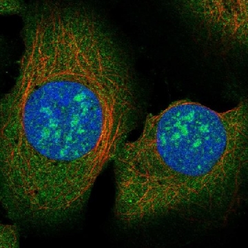 Anti-Rad51Ap2 Antibody Produced In Rabbit，1004G，HPA079469-100UL，Sigma