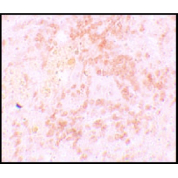 Anti-HVCN1 antibody produced in rabbit，100UG，SAB3500536-100UG，Sigma