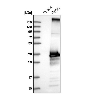 Anti-IMPA2 antibody produced in rabbit，100UL，HPA029561-100UL，Sigma