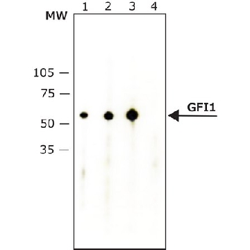Anti-Growth Factor Independence-1 antibody, Mouse monoclonal，200UL，G6670-200UL，Sigma